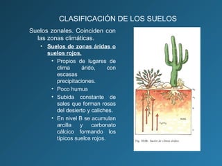 CLASIFICACIÓN DE LOS SUELOS
Suelos zonales. Coinciden con
las zonas climáticas.
• Suelos de zonas áridas o
suelos rojos.
• Propios de lugares de
clima
árido,
con
escasas
precipitaciones.
• Poco humus
• Subida constante de
sales que forman rosas
del desierto y caliches.
• En nivel B se acumulan
arcilla
y
carbonato
cálcico formando los
típicos suelos rojos.

 
