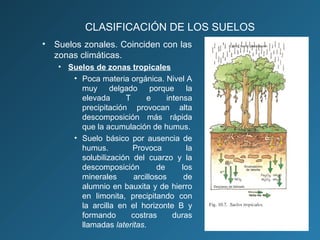 CLASIFICACIÓN DE LOS SUELOS
• Suelos zonales. Coinciden con las
zonas climáticas.
• Suelos de zonas tropicales
• Poca materia orgánica. Nivel A
muy delgado porque la
elevada
T
e
intensa
precipitación provocan alta
descomposición más rápida
que la acumulación de humus.
• Suelo básico por ausencia de
humus.
Provoca
la
solubilización del cuarzo y la
descomposición
de
los
minerales
arcillosos
de
alumnio en bauxita y de hierro
en limonita, precipitando con
la arcilla en el horizonte B y
formando
costras
duras
llamadas lateritas.

 
