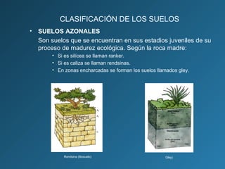CLASIFICACIÓN DE LOS SUELOS
•

SUELOS AZONALES
Son suelos que se encuentran en sus estadios juveniles de su
proceso de madurez ecológica. Según la roca madre:
• Si es silícea se llaman ranker.
• Si es caliza se llaman rendsinas.
• En zonas encharcadas se forman los suelos llamados gley.

Rendsina (litosuelo)

Gley)

 