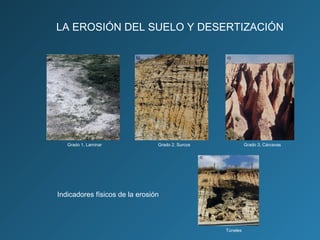 LA EROSIÓN DEL SUELO Y DESERTIZACIÓN

Grado 1, Laminar

Grado 2, Surcos

Grado 3, Cárcavas

Indicadores físicos de la erosión

Túneles

 
