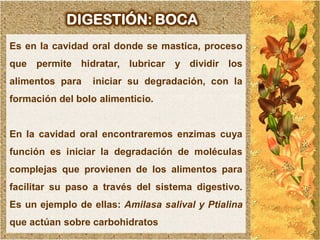 DIGESTIÓN: BOCA
Es en la cavidad oral donde se mastica, proceso
que permite hidratar, lubricar     y dividir los
alimentos para   iniciar su degradación, con la
formación del bolo alimenticio.


En la cavidad oral encontraremos enzimas cuya
función es iniciar la degradación de moléculas
complejas que provienen de los alimentos para
facilitar su paso a través del sistema digestivo.
Es un ejemplo de ellas: Amilasa salival y Ptialina
que actúan sobre carbohidratos
 