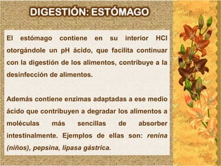 DIGESTIÓN: ESTÓMAGO

El   estómago    contiene    en    su    interior   HCl
otorgándole un pH ácido, que facilita continuar
con la digestión de los alimentos, contribuye a la
desinfección de alimentos.


Además contiene enzimas adaptadas a ese medio
ácido que contribuyen a degradar los alimentos a
moléculas     más      sencillas        de   absorber
intestinalmente. Ejemplos de ellas son: renina
(niños), pepsina, lipasa gástrica.
 