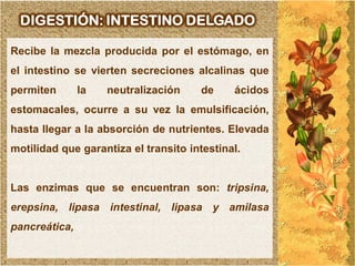 DIGESTIÓN: INTESTINO DELGADO

Recibe la mezcla producida por el estómago, en
el intestino se vierten secreciones alcalinas que
permiten       la   neutralización    de     ácidos
estomacales, ocurre a su vez la emulsificación,
hasta llegar a la absorción de nutrientes. Elevada
motilidad que garantiza el transito intestinal.


Las enzimas que se encuentran son: tripsina,
erepsina, lipasa intestinal, lipasa y amilasa
pancreática,
 