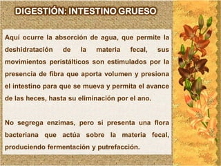 DIGESTIÓN: INTESTINO GRUESO

Aquí ocurre la absorción de agua, que permite la
deshidratación    de   la   materia    fecal,    sus
movimientos peristálticos son estimulados por la
presencia de fibra que aporta volumen y presiona
el intestino para que se mueva y permita el avance
de las heces, hasta su eliminación por el ano.


No segrega enzimas, pero si presenta una flora
bacteriana que actúa sobre la materia fecal,
produciendo fermentación y putrefacción.
 