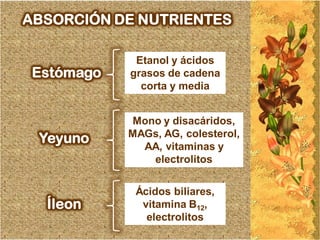 ABSORCIÓN DE NUTRIENTES

             Etanol y ácidos
 Estómago   grasos de cadena
              corta y media


            Mono y disacáridos,
 Yeyuno     MAGs, AG, colesterol,
              AA, vitaminas y
               electrolitos

             Ácidos biliares,
  Íleon       vitamina B12,
               electrolitos
 