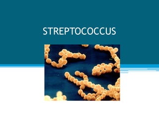 STREPTOCOCCUS
 