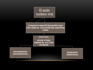 El acido
nucleico viral
monocatenarios
(monosistrónico)
RNAO DNA
circular o lineal,
rodeado de uno ó dos
envolturas
bicatenarios
(disistrónico)
transporta la especificidad genética para
cifrar todas las macromoléculas específicas
virales