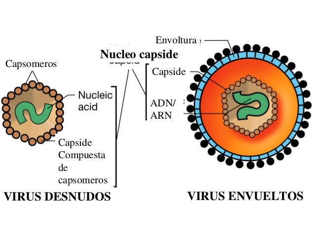 Virologia