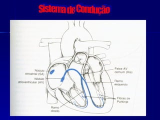 Sistema de Condução 