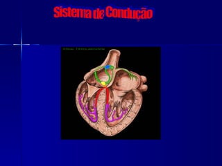 Sistema de Condução 