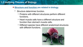 Exploring Unifying Themes in Biology: Structure, Function, and ...