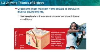 Exploring Unifying Themes in Biology: Structure, Function, and ...