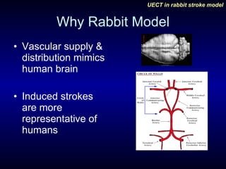 Why Rabbit Model Vascular supply & distribution mimics human brain Induced strokes are more representative of humans 
