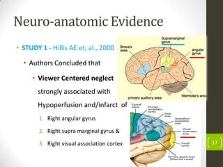 Neuro-anatomic Evidence
• STUDY 1 - Hillis AE et, al., 2000

• Authors Concluded that
• Viewer Centered neglect
strongly associated with
Hypoperfusion and/infarct of
1. Right angular gyrus
2. Right supra marginal gyrus &
3. Right visual association cortex

17

 