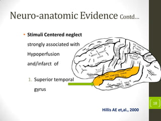 Neuro-anatomic Evidence Contd…
• Stimuli Centered neglect

strongly associated with
Hypoperfusion
and/infarct of
1. Superior temporal
gyrus
18

Hillis AE et,al., 2000

 