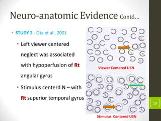 Neuro-anatomic Evidence Contd…
• STUDY 2 - Ota et al., 2001

• Left viewer centered
neglect was associated
with hypoperfusion of Rt

Viewer Centered USN

angular gyrus
• Stimulus centerd N – with

Rt superior temporal gyrus
19

Stimulus Centered USN

 