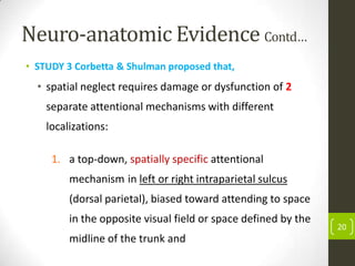 Neuro-anatomic Evidence Contd…
• STUDY 3 Corbetta & Shulman proposed that,

• spatial neglect requires damage or dysfunction of 2
separate attentional mechanisms with different
localizations:

1. a top-down, spatially specific attentional
mechanism in left or right intraparietal sulcus
(dorsal parietal), biased toward attending to space

in the opposite visual field or space defined by the
midline of the trunk and

20

 