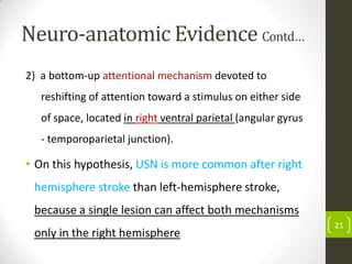 Neuro-anatomic Evidence Contd…
2) a bottom-up attentional mechanism devoted to

reshifting of attention toward a stimulus on either side
of space, located in right ventral parietal (angular gyrus
- temporoparietal junction).

• On this hypothesis, USN is more common after right
hemisphere stroke than left-hemisphere stroke,

because a single lesion can affect both mechanisms
only in the right hemisphere

21

 