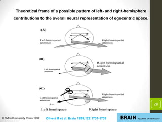 Theoretical frame of a possible pattern of left- and right-hemisphere
contributions to the overall neural representation of egocentric space.

28

© Oxford University Press 1999

Oliveri M et al. Brain 1999;122:1731-1739

 