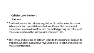Cellular Level Control :
Calcium :
 Calcium ions are the primary regulators of cardiac muscle control.
When an action potential travels down the cardiac muscle cell
membrane, calcium ions flow into the cell,triggering the release of
more calcium from the sarcoplasm reticulum (SR).
 This influx and release of calcium leads to the binding of calcium to
troponin,which in turn allows myosin to bind to actin, initiating the
muscle contraction.
 