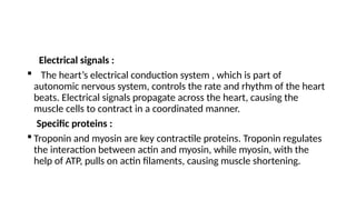 Electrical signals :
 The heart’s electrical conduction system , which is part of
autonomic nervous system, controls the rate and rhythm of the heart
beats. Electrical signals propagate across the heart, causing the
muscle cells to contract in a coordinated manner.
Specific proteins :
 Troponin and myosin are key contractile proteins. Troponin regulates
the interaction between actin and myosin, while myosin, with the
help of ATP, pulls on actin filaments, causing muscle shortening.
 