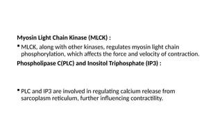 Myosin Light Chain Kinase (MLCK) :
 MLCK, along with other kinases, regulates myosin light chain
phosphorylation, which affects the force and velocity of contraction.
Phospholipase C(PLC) and Inositol Triphosphate (IP3) :
 PLC and IP3 are involved in regulating calcium release from
sarcoplasm reticulum, further influencing contractility.
 