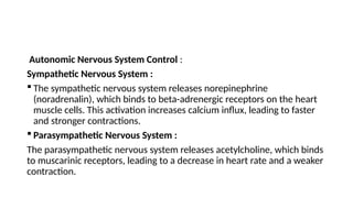 Autonomic Nervous System Control :
Sympathetic Nervous System :
 The sympathetic nervous system releases norepinephrine
(noradrenalin), which binds to beta-adrenergic receptors on the heart
muscle cells. This activation increases calcium influx, leading to faster
and stronger contractions.
 Parasympathetic Nervous System :
The parasympathetic nervous system releases acetylcholine, which binds
to muscarinic receptors, leading to a decrease in heart rate and a weaker
contraction.
 