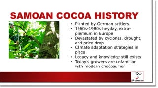 SAMOAN COCOA HISTORY
• Planted by German settlers
• 1960s-1980s heyday, extra-
premium in Europe
• Devastated by cyclones, drought,
and price drop
• Climate adaptation strategies in
place
• Legacy and knowledge still exists
• Today’s growers are unfamiliar
with modern chocosumer
 