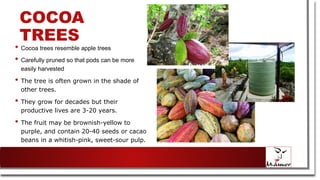 COCOA
TREES
• Cocoa trees resemble apple trees
• Carefully pruned so that pods can be more
easily harvested
• The tree is often grown in the shade of
other trees.
• They grow for decades but their
productive lives are 3-20 years.
• The fruit may be brownish-yellow to
purple, and contain 20-40 seeds or cacao
beans in a whitish-pink, sweet-sour pulp.
 