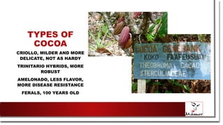 TYPES OF
COCOA
CRIOLLO, MILDER AND MORE
DELICATE, NOT AS HARDY
TRINITARIO HYBRIDS, MORE
ROBUST
AMELONADO, LESS FLAVOR,
MORE DISEASE RESISTANCE
FERALS, 100 YEARS OLD
 