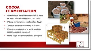 COCOA
FERMENTATION
• Fermentation transforms the flavor to what
we associate with cocoa and chocolate.
• Without fermentation, no chocolate flavor.
• Duration depends on variety, 2- 7 days.
• When the fermentation is terminated the
cacao beans are sun-dried.
• At this stage the smell of cocoa emerges!
 