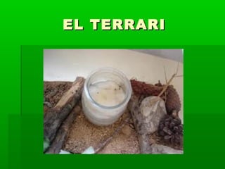 EL TERRARIEL TERRARI
 