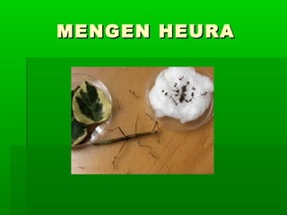 MENGEN HEURAMENGEN HEURA
 