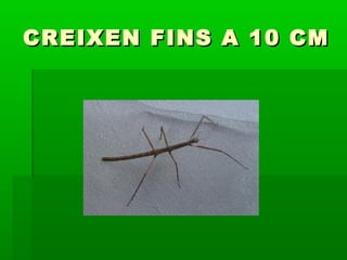 CREIXEN FINS A 10 CMCREIXEN FINS A 10 CM
 