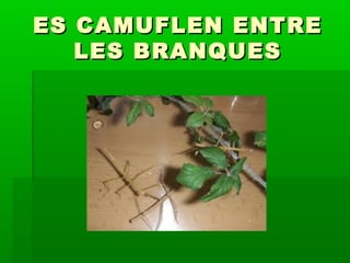 ES CAMUFLEN ENTREES CAMUFLEN ENTRE
LES BRANQUESLES BRANQUES
 