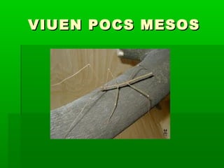 VIUEN POCS MESOSVIUEN POCS MESOS
 
