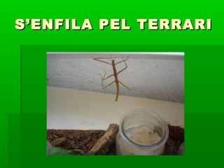 S’ENFILA PEL TERRARIS’ENFILA PEL TERRARI
 