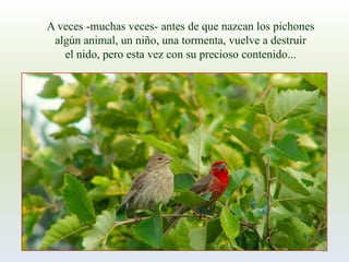 A veces -muchas veces-antes de que nazcan los pichones 
algún animal, un niño, una tormenta, vuelve a destruir 
el nido, pero esta vez con su precioso contenido... 
14  