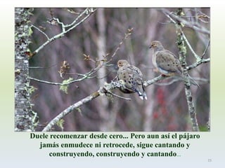 Duele recomenzar desde cero... Pero aun así el pájaro 
jamás enmudece ni retrocede, sigue cantando y 
construyendo, construyendo y cantando... 
15  