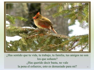 ¿Has sentido que tu vida, tu trabajo, tu familia, tus amigos no son los que soñaste? ¿Has querido decir basta, no valela pena el esfuerzo, esto es demasiado para mí? 
16  