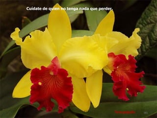 Terespópolis 
Cuídate de quien no tenga nada que perder. 
161  