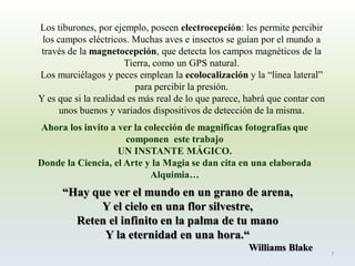 Los tiburones, por ejemplo, poseen electrocepción: les permite percibir los campos eléctricos. Muchas aves e insectos se guían por el mundo a través de la magnetocepción, que detecta los campos magnéticos de la Tierra, como un GPS natural. 
Los murciélagos y peces emplean la ecolocalizacióny la “línea lateral” para percibir la presión. 
Y es que si la realidad es más real de lo que parece, habrá que contar con unos buenos y variados dispositivos de detección de la misma. 
“Hay que ver el mundo en un grano de arena, 
Y el cielo en una flor silvestre, 
Reten el infinito en la palma de tu mano 
Y la eternidad en una hora.“ 
Williams Blake 
Ahora los invito a ver la colección de magnificas fotografías que componen este trabajo 
UN INSTANTE MÁGICO. 
Donde la Ciencia, el Arte y la Magia se dan cita en una elaborada Alquimia… 
7  