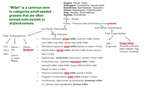 UN International Year of Lets Millet
