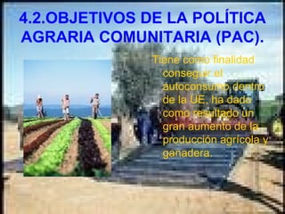 4.2.OBJETIVOS DE LA POLÍTICA AGRARIA COMUNITARIA (PAC). Tiene como finalidad conseguir el autoconsumo dentro de la UE, ha dado como resultado un gran aumento de la producción agrícola y ganadera.  