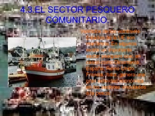 4.3.EL SECTOR PESQUERO COMUNITARIO. Veintidós de los veintisiete Estados de la UE son marítimos. En algunos existe un importante sector pesquero que, en casos como Dinamarca, España, Reino Unido, Francia, Italia, genera una gran actividad económica en los sectores vinculados a la pesca.  