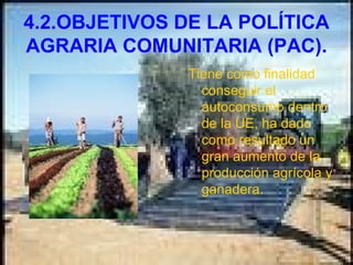 4.2.OBJETIVOS DE LA POLÍTICA AGRARIA COMUNITARIA (PAC). Tiene como finalidad conseguir el autoconsumo dentro de la UE, ha dado como resultado un gran aumento de la producción agrícola y ganadera.  
