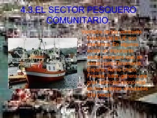 4.3.EL SECTOR PESQUERO COMUNITARIO. Veintidós de los veintisiete Estados de la UE son marítimos. En algunos existe un importante sector pesquero que, en casos como Dinamarca, España, Reino Unido, Francia, Italia, genera una gran actividad económica en los sectores vinculados a la pesca.  