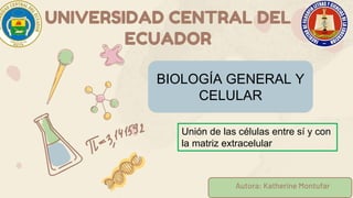 BIOLOGÍA GENERAL Y
CELULAR
UNIVERSIDAD CENTRAL DEL
ECUADOR
Autora: Katherine Montufar
Unión de las células entre sí y con
la matriz extracelular
 