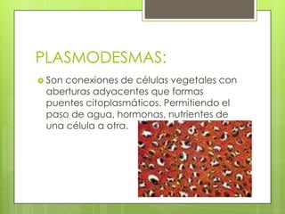 PLASMODESMAS:
 Sonconexiones de células vegetales con
 aberturas adyacentes que formas
 puentes citoplasmáticos. Permitiendo el
 paso de agua, hormonas, nutrientes de
 una célula a otra.
 