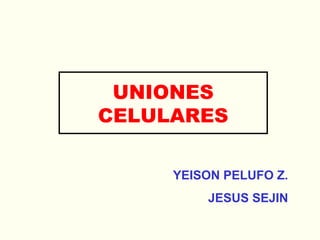 UNIONES
CELULARES
YEISON PELUFO Z.
JESUS SEJIN
 